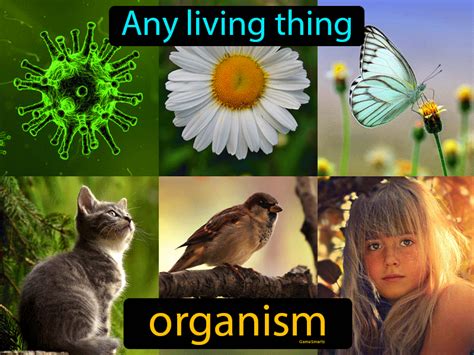 Organism Definition & Image | GradesUp