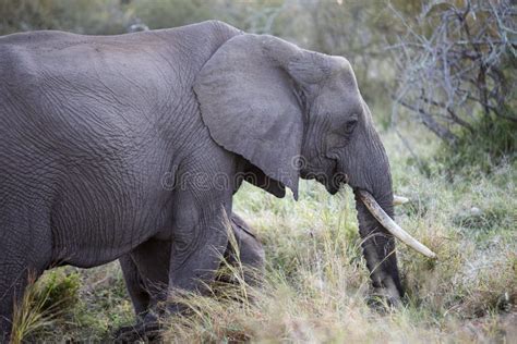 Afrikaanse Olifant In De Afrikaanse Savanne Van Zuid Afrika Dit