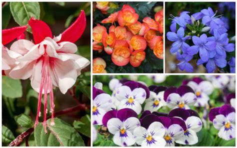 15 Different Annuals for Shade (Photos) - Garden Lovers Club