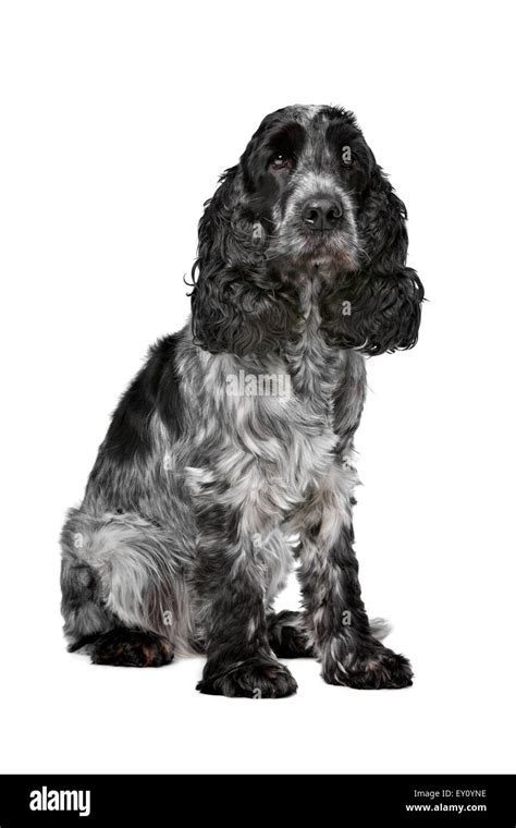 Dark Blue Roan Cocker Spaniel In Front Of A White Background Stock