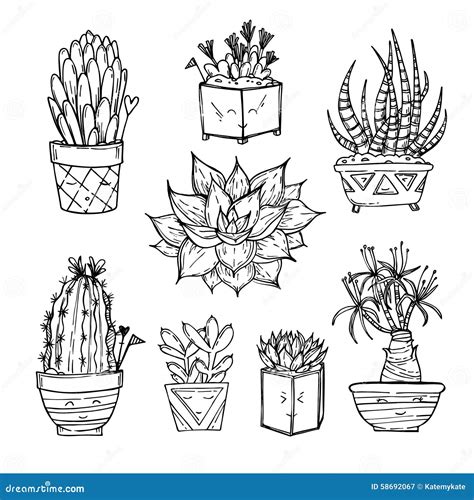 Hand Drawn Illustration Set Of Cute Cactus And Succulents Stock