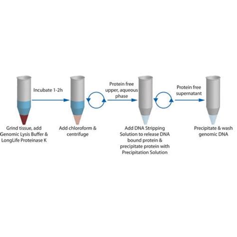 Lysis Buffer Recipe For Dna Extraction