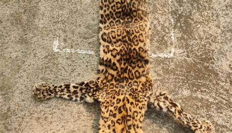 Wildlife Smuggling Racket Busted In Odisha Held With Leopard Skin