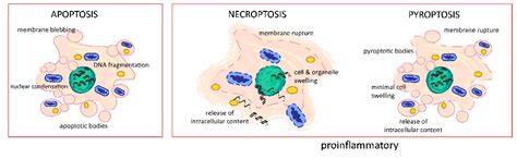 Pdf Caspase Is The Molecular Switch For Apoptosis Necroptosis And