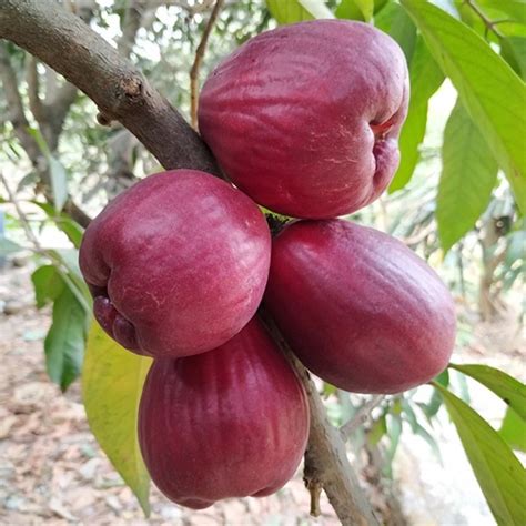 JUAL BIBIT JAMBU JAMAIKA UNGGUL CEPAT BERBUAH