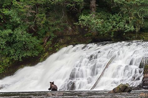 Grizzly Bears Trying To Catch Salmon At The Waterfall On Chichagof