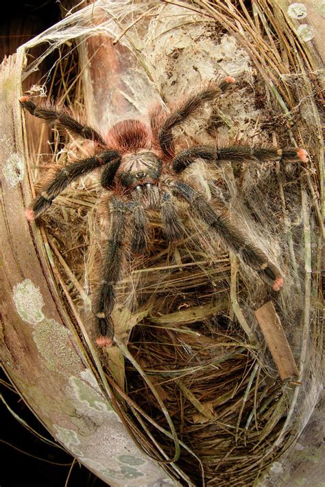 Pink-toed Tarantula, Amazonia, Peru-bolivia Border Photograph by Nick ...