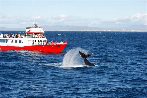 Reykjavík Classic Whale Watching — Whale Safari Iceland