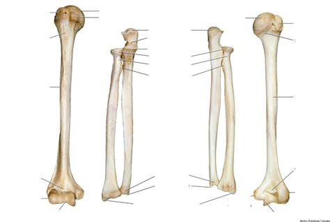 A P1 Humerus Radius Ulna Diagram Quizlet