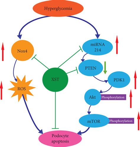 Graphic Representation Of The Mechanism Of Xuesaitong Xst Against