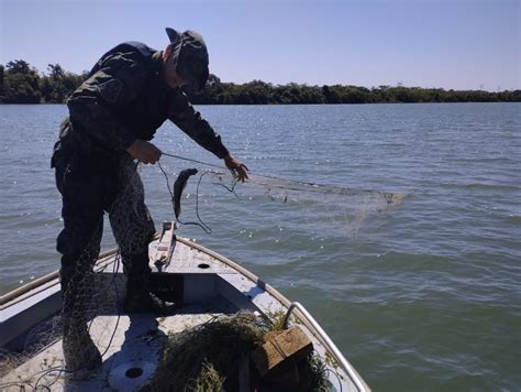 Fiscaliza O Solta De Volta No Rio Paran Seis Quilos De Peixes