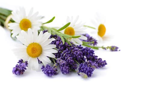 Premium Photo Lavender And Chamomiles Flowers Isolated On White