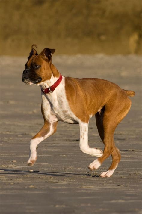 Boxer Dog Behavior 101 Why Do Boxers Lick Their Owners Artofit