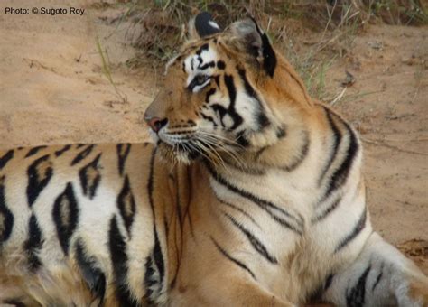 IUCN Red List On Twitter This InternationalTigerDay We Celebrate