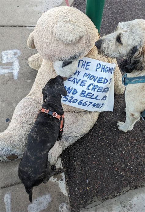 Pet Fbi Report Id 602366 For A Lost Dog Pets Found By