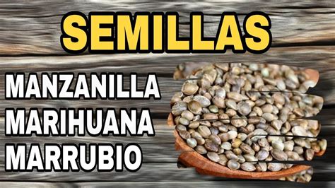 SEMILLAS MANZANILLA MARIHUANA MARRUBIO DICCIONARIO ESOTÉRICO