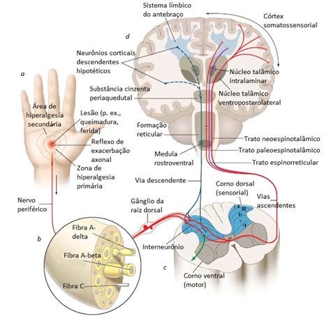 Resumo Fisio Dor