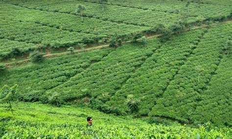 Kebun Teh Cipasung Daya Tarik Harga Tiket Masuk Dan Lokasinya Parboaboa