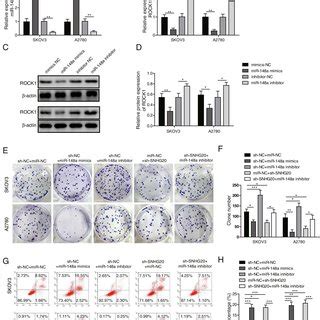 Knockdown Of Snhg Suppressed The Proliferation And Promoted Apoptosis