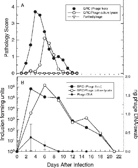 Kinetics Of C Caviae Infection In The Guinea Pig Conjunctiva And The