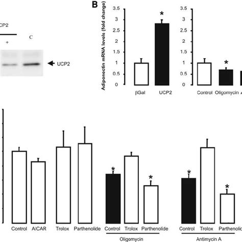 Effects Of UCP2 And Inhibitors Of Mitochondrial Function On Adiponectin