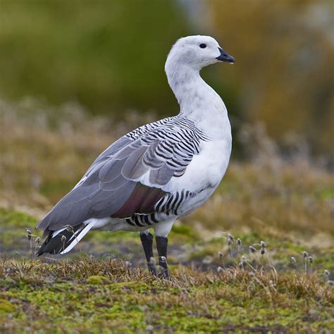 details upland goose birdguides