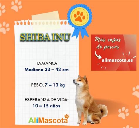 Todo Lo Que Debes Saber Sobre El Shiba Inu ALIMASCOTA ES