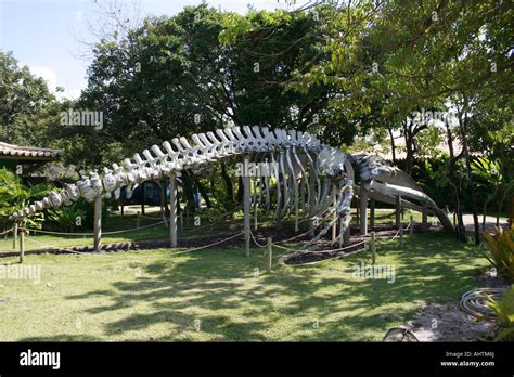 Baleine A Bosse Squelette Banque De Photographies Et Dimages Haute