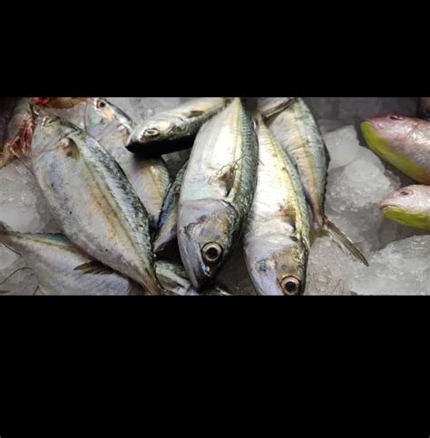 Fresh Fish Mangalore At Rs 250kg मछली In Bengaluru Id 23230662697