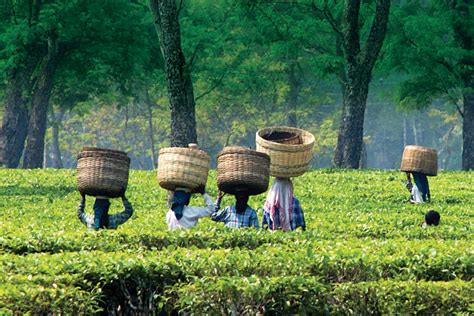 Exploring The Essence Of Assam A Journey Through Tea Tourism Open The Magazine