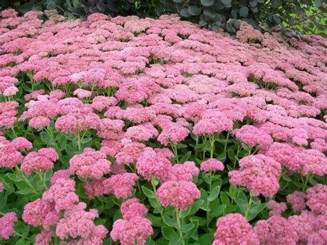 3pink Sedum Flowers Everything Backyard