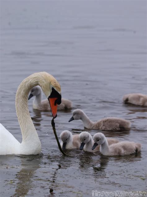 Swan And Cygnets Inishmore Travel Wiser