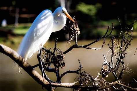 Heron Bird Birdie Free Photo On Pixabay Pixabay