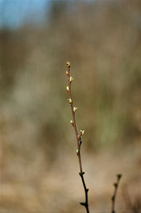 First Signs Of Spring Nikkormat Ftn Nippon Kogaku Micro Ni Flickr