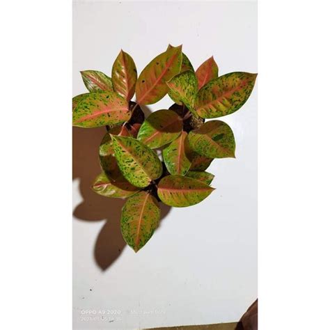 Jual Aglaonema Big Roy Atau Luailawan Shopee Indonesia