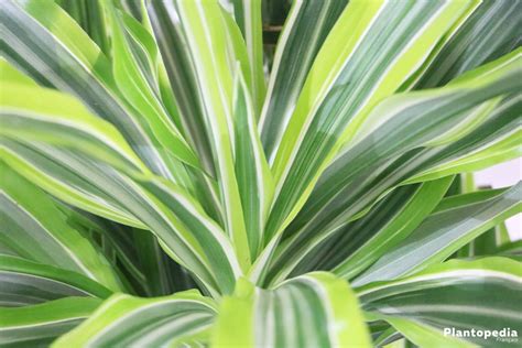 Dracaena Marginata Chat Meteor