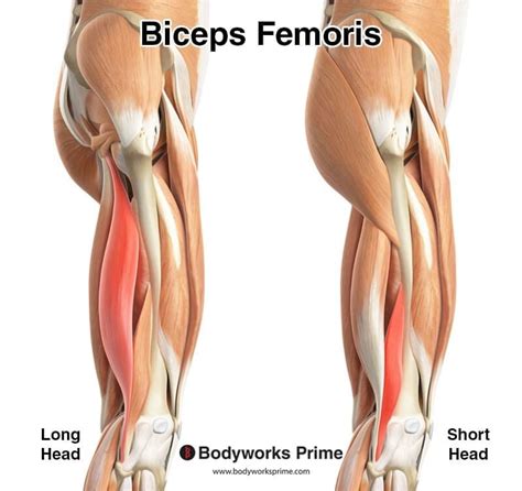 Biceps Femoris Muscle Anatomy Bodyworks Prime