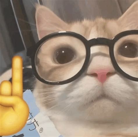 Cat Nerd Meme - Cat Nerd Nerd emoji - Discover & Share GIFs