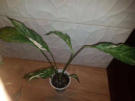 Skrzydłokwiat Diamond Variegata Spathiphyllum Starachowice Kup