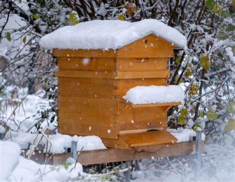 Les Pertes Hivernales De Colonies D Abeilles Se Situent Dans La Moyenne