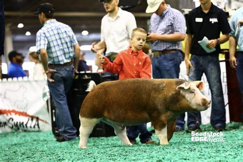 Njss Hereford Barrow Show National Swine Registry