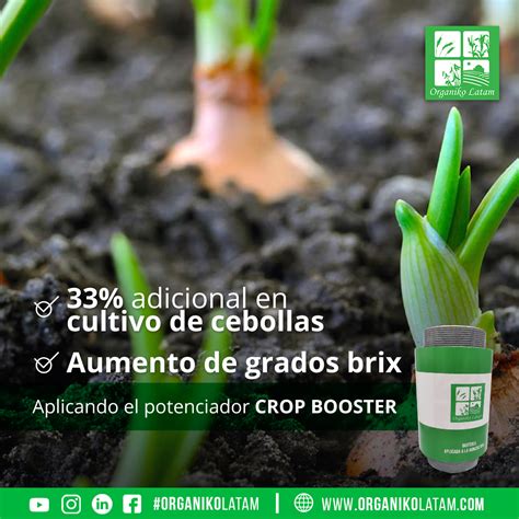 Agricultor obtuvo una producción del 33 adicional en cultivo de