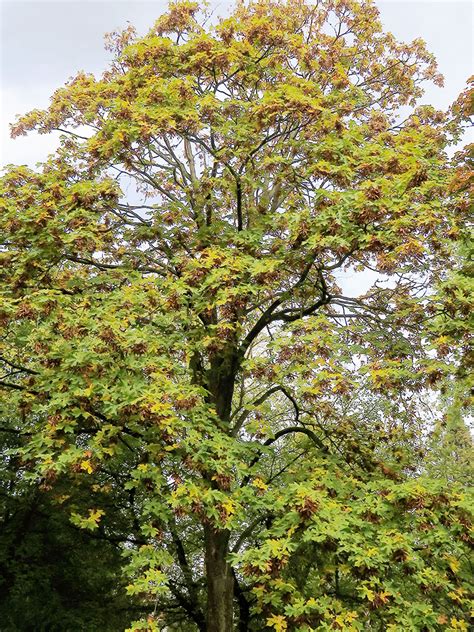 Oregon Ahorn Acer macrophyllum Botanischer Garten Universität Rostock