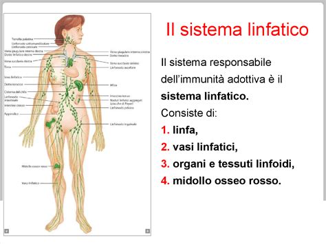 Il Sistema linfatico pdf - Docsity