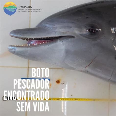 Pescadores Encontram Boto Morto Parasitas No Pulm O Em Laguna