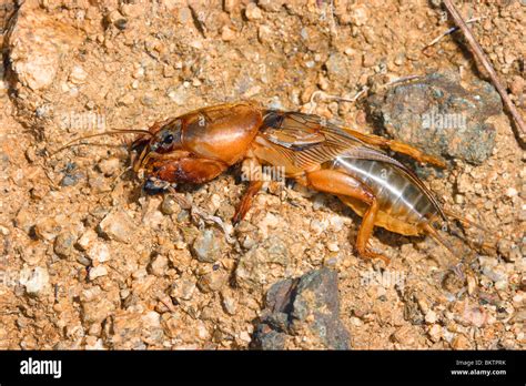 Mole Cricket Gryllotalpa Gryllotalpa On Ground Stock Photo Alamy