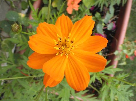 File:Cosmos flower (species unknown).JPG - Wikipedia