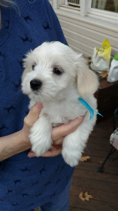 Coton De Tulear Puppies For Sale | Kent, OH #183116