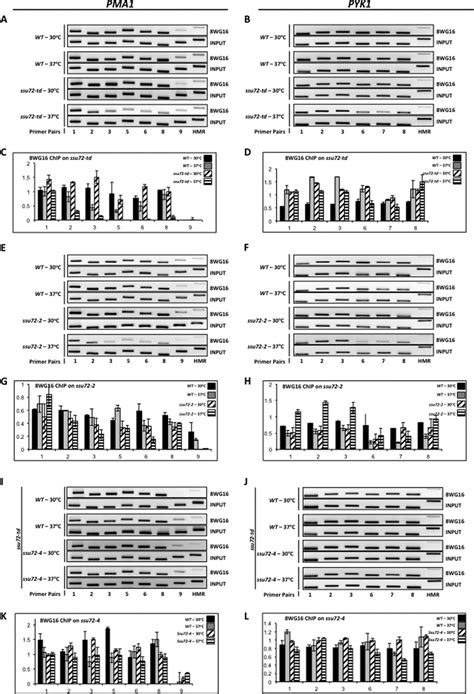 Ssu72 Affects The Levels Of Hypophosphorylated RNAPII Across The PMA1