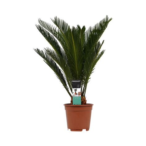 Cycas Revoluta - 55 cm
